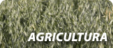 Agricultura